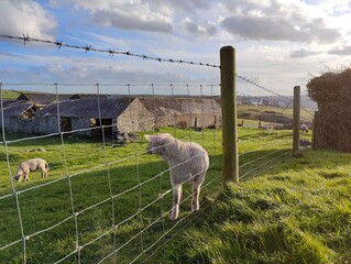 Sheep looking at the camera eating grass grazing