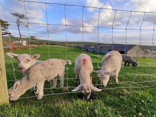 Sheep looking at the camera eating grass grazing