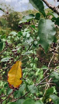 leaves in the forest