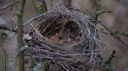 Old bird's nest on the branches