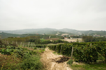 イタリアのワイナリー・ワインのブドウ畑