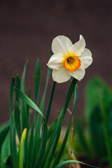 In spring, narcissus (daffodils) bloom in a flower bed. Flowers Narcissus yellow and white blooming in a garden.  Selective focus. holiday spring greeting card, invitation  card. Happy easter
