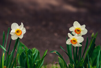 In spring, narcissus (daffodils) bloom in a flower bed. Flowers Narcissus yellow and white blooming in a garden.  Selective focus. holiday spring greeting card, invitation  card. Happy easter