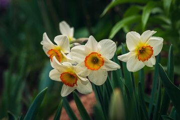 In spring, narcissus (daffodils) bloom in a flower bed. Flowers Narcissus yellow and white blooming in a garden.  Selective focus. holiday spring greeting card, invitation  card. Happy easter