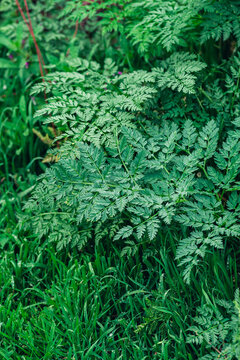 Cicuta virosa leaf, One of the most poisonous plants.  the cowbane or northern water hemlock is a perennial herbaceous plant. The plant contains cicutoxin