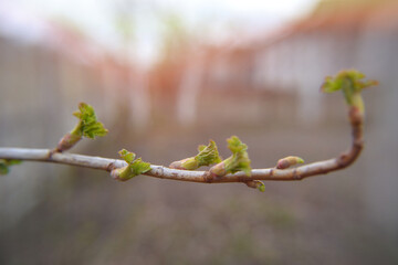 Fresh new green buds on branches apple tree at springtime in March or April farm garden background...