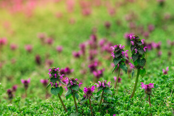 Lamium purpureum, known as red dead-nettle, purple dead-nettle, or purple archangel, is a herbaceous flowering plant of the Lamiaceae family. Cut-Leaved Dead-Nettle (Lamium purpureum). Full Flowers 