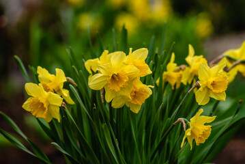 In spring, narcissus (daffodils) bloom in a flower bed. Flowers Narcissus yellow and white blooming in a garden.  Selective focus. holiday spring greeting card, invitation  card. Happy easter