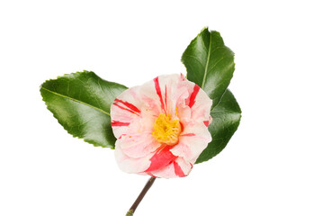 Variegated camellia flower