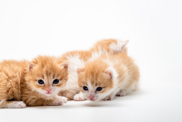 Three Little Playful red kitten  isolated on a white background. Portrait cute  red ginger kitten with big eyes lying on white 
braided bed at home. kitty looking at camera. Concept of happy  cat pets