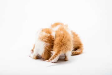 Fototapeta na wymiar Three Little Playful red kitten isolated on a white background. Portrait cute red ginger kitten with big eyes lying on white braided bed at home. kitty looking at camera. Concept of happy cat pets