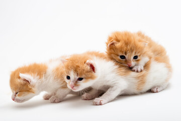 Fototapeta premium Three Little Playful red kitten isolated on a white background. Portrait cute red ginger kitten with big eyes lying on white braided bed at home. kitty looking at camera. Concept of happy cat pets