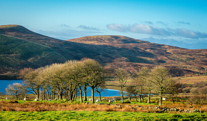 Trees before reservoir, Caaf Reservoir, Dalry, North Ayrshire, Scotland, UK