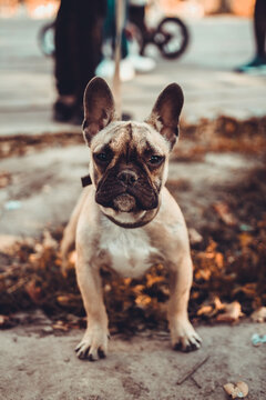 A French Bulldog Named Messi