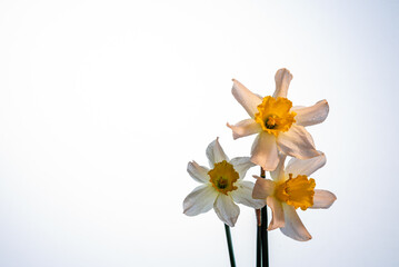 Flowers Narcissus yellow and white. colorful light,  bouquet of fresh daffodils isolated on white  background. simple holiday spring greeting card, invitation  card. space for text, minimalist