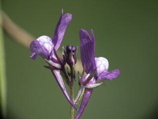 Fiori selvatici