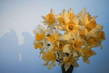 Flowers Narcissus yellow and white. colorful light,  bouquet of fresh daffodils isolated on blue gradient background. simple holiday spring greeting card, invitation  card. space for text, minimalist