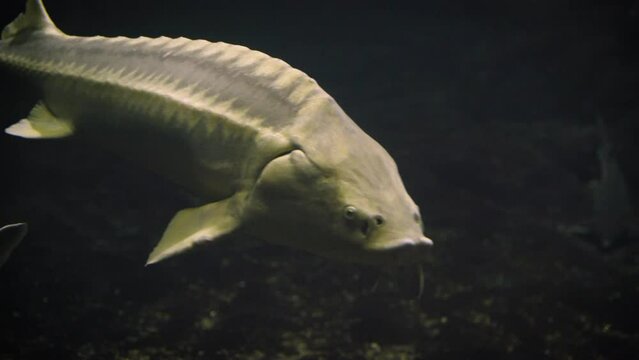 Beautiful pale Russian sturgeon (Acipenser gueldenstaedtii) swimming in a dark underwater environment