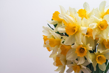 Flowers Narcissus yellow and white. colorful light,  bouquet of fresh daffodils isolated on white  background. simple holiday spring greeting card, invitation  card. space for text, minimalist
