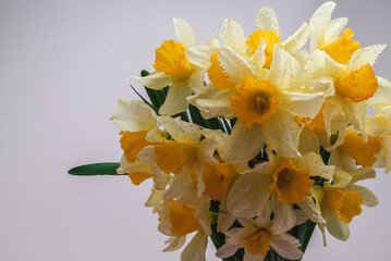 Obraz na płótnie Canvas Flowers Narcissus yellow and white. colorful light, bouquet of fresh daffodils isolated on white background. simple holiday spring greeting card, invitation card. space for text, minimalist