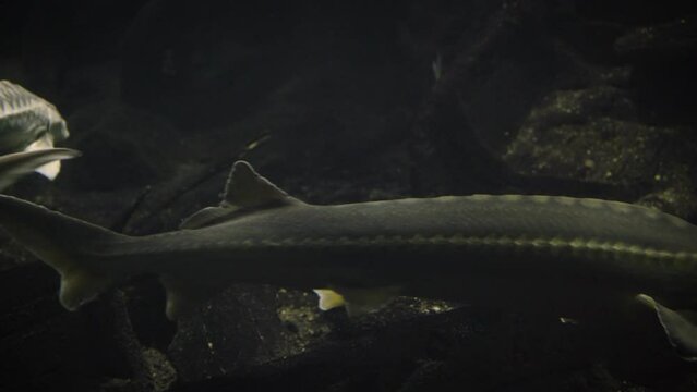 Two different variations of Russian sturgeon (Acipenser gueldenstaedtii) swimming in a dark underwater environment; a darker, smoother skinned and a white with larger and more bony plates
