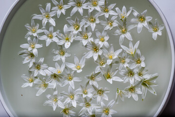 Tulipa turkestanica. Romulea. Zephyranthes ( Rain Lily) Flower Blub, Atamasco lily flowers sitting in a bowl of  water, spring flowers, white blossoms, grey background, macro 
