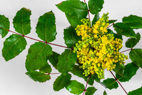 Berberis, Oregon Grape (Mahonia Aquifolium) Spring Bloom,  Isolated On White Background In A Glass Cup