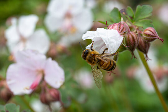 Honey bee on white flower. Close-up picture of an insect during the pollination of a flower - Macro photography