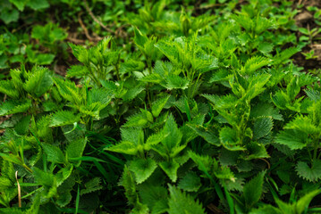 Bush of young stinging-nettles. Nettle leaves. Greenery common nettle, wet fresh green grass  spring in the forest,  Medicinal plant