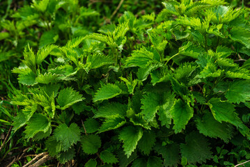 Bush of young stinging-nettles. Nettle leaves. Greenery common nettle, wet fresh green grass  spring in the forest,  Medicinal plant