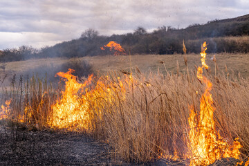 A huge flame of fire burns the nature around. Dry steppe grass burns with a large flame.