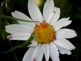 Obraz premium Fiori selvatici