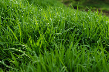 Young acorus - cattail bush, background or texture, spring,  water, marsh, Elytrigia. Herbaceous background of juicy high green couch grass close-up.
