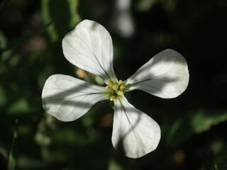 Fiori selvatici