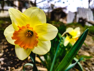 Fotobehang Bright Yellow Daffodils in Sunshine (Narcissus Jetfire variety - Cyclamineus Daffodil) © Ana
