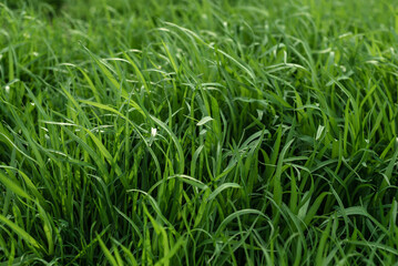 Young acorus - cattail bush, background or texture, spring,  water, marsh, Elytrigia. Herbaceous background of juicy high green couch grass close-up.