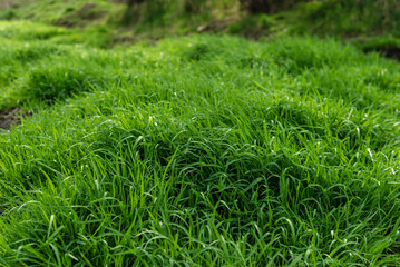 Young acorus - cattail bush, background or texture, spring,  water, marsh, Elytrigia. Herbaceous background of juicy high green couch grass close-up.