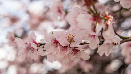 cherry blossom , Sakura, , Natural light. Rose beautiful flowers in the tree blooming in the early spring, april day, Romania. Blue sky background blured, Selective focus. High quality photo