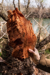 Fototapeta premium A man is holding a piece of rotten wood in his hand
