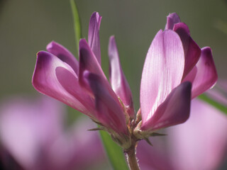 Fiori selvatici