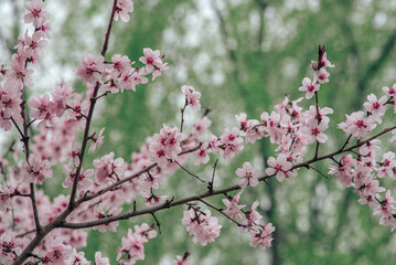 cherry blossom , Sakura, , Natural light. White, rose beautiful flowers in the tree blooming in the early spring, april day, Romania. backgroung blured, Selective focus. High quality photo