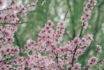 cherry blossom , Sakura, , Natural light. White, rose beautiful flowers in the tree blooming in the early spring, april day, Romania. backgroung blured, Selective focus. High quality photo