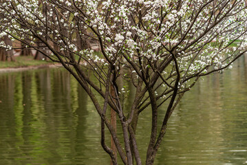 Obraz premium cherry blossom , Sakura, , Natural light. White, rose beautiful flowers in the tree blooming in the early spring, april day, Romania. backgroung blured, Selective focus. High quality photo
