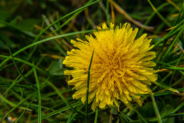 Macro photo nature plant yellow dandelion flower. yellow dandelion in grass, Spring green lawn 