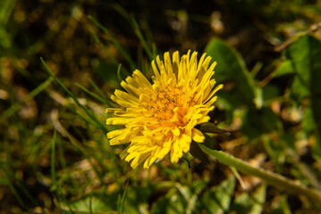 Macro photo nature plant yellow dandelion flower. yellow dandelion in grass, Spring green lawn 