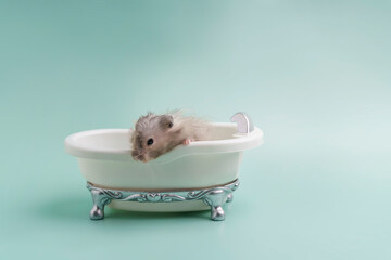 A long-haired Syrian hamster peeks out of a toy bathroom