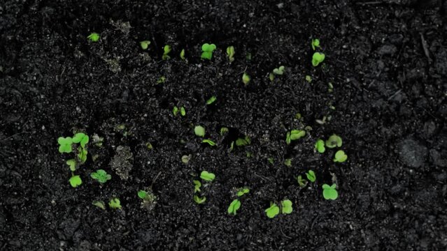 Timelapse - fresh microgreens arugula, rucola sprouts growing: close up view, top view. Healthy food, spring, germination, natural, raw, growth and time lapse concept