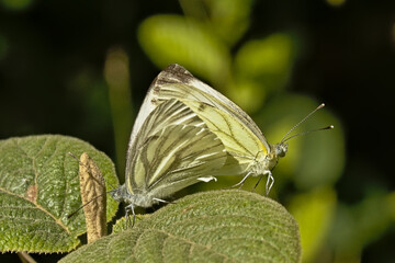 Couple of garden white butterflies, copulating
