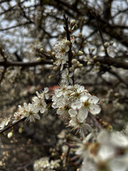 Schwarzdorn, Schlehe (Prunus)