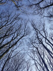 Spring Frühling Wald Baum